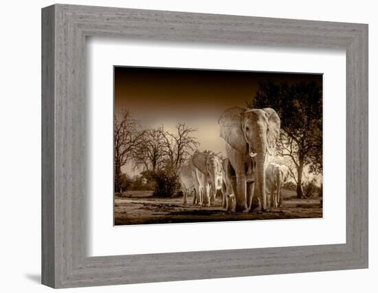 Elephants at watering hole. Camelthorn Lodge. Hwange National Park. Zimbabwe.-Tom Norring-Framed Photographic Print