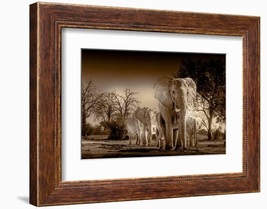 Elephants at watering hole. Camelthorn Lodge. Hwange National Park. Zimbabwe.-Tom Norring-Framed Photographic Print