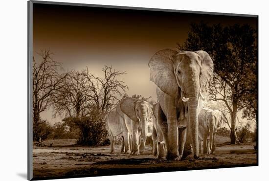 Elephants at watering hole. Camelthorn Lodge. Hwange National Park. Zimbabwe.-Tom Norring-Mounted Photographic Print