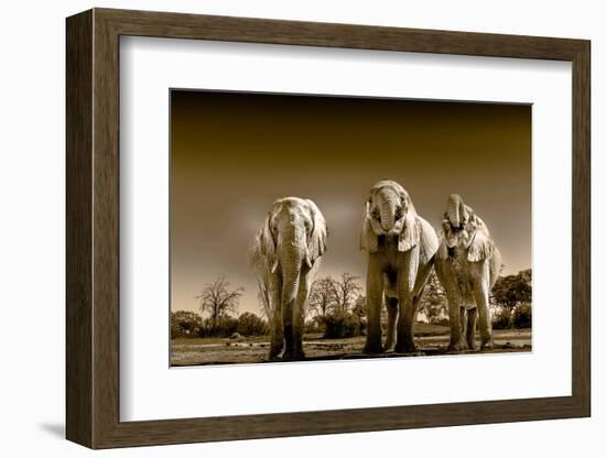 Elephants at watering hole. Camelthorn Lodge. Hwange National Park. Zimbabwe.-Tom Norring-Framed Photographic Print