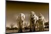 Elephants at watering hole. Camelthorn Lodge. Hwange National Park. Zimbabwe.-Tom Norring-Mounted Photographic Print