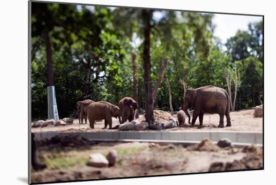 Elephants at Zoo-Felipe Rodriguez-Mounted Photographic Print