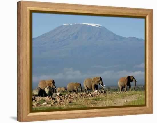 Elephants Backdropped by Mt. Kilimanjaro, Amboseli, Kenya-Karel Prinsloo-Framed Premier Image Canvas