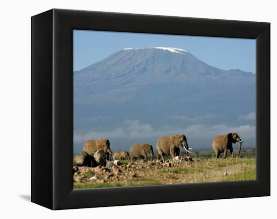 Elephants Backdropped by Mt. Kilimanjaro, Amboseli, Kenya-Karel Prinsloo-Framed Premier Image Canvas