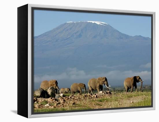Elephants Backdropped by Mt. Kilimanjaro, Amboseli, Kenya-Karel Prinsloo-Framed Premier Image Canvas
