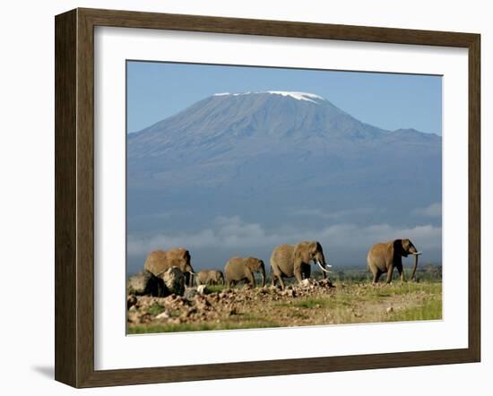 Elephants Backdropped by Mt. Kilimanjaro, Amboseli, Kenya-Karel Prinsloo-Framed Photographic Print