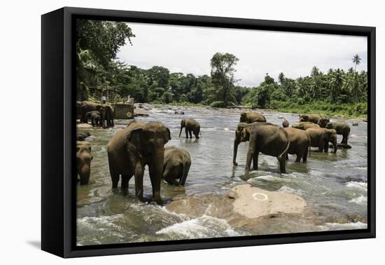 Elephants Bathing in the River at the Pinnewala Elephant Orphanage, Sri Lanka, Asia-John Woodworth-Framed Premier Image Canvas