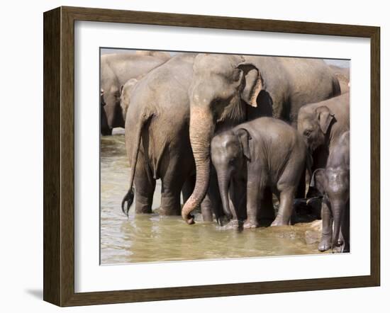 Elephants Bathing in the River, Pinnewala Elephant Orphanage, Near Kegalle, Hill Country, Sri Lanka-Gavin Hellier-Framed Photographic Print