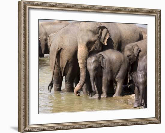 Elephants Bathing in the River, Pinnewala Elephant Orphanage, Near Kegalle, Hill Country, Sri Lanka-Gavin Hellier-Framed Photographic Print