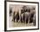 Elephants Bathing in the River, Pinnewala Elephant Orphanage, Near Kegalle, Hill Country, Sri Lanka-Gavin Hellier-Framed Photographic Print