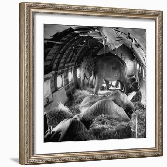 Elephants Being Transported by Airplane-null-Framed Photographic Print