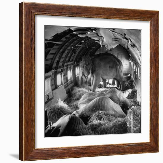 Elephants Being Transported by Airplane-null-Framed Photographic Print