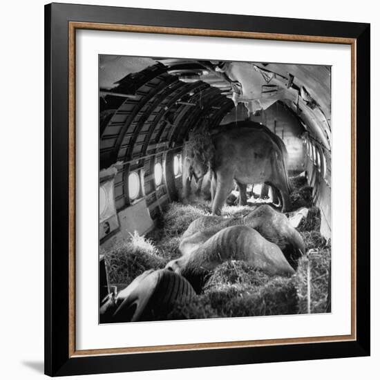 Elephants Being Transported by Airplane-null-Framed Photographic Print