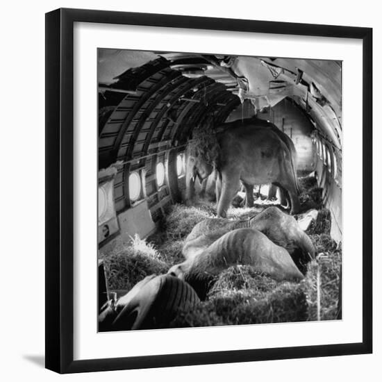 Elephants Being Transported by Airplane-null-Framed Photographic Print