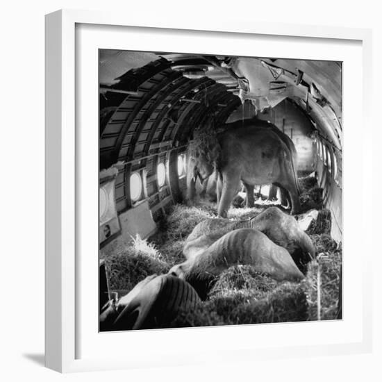 Elephants Being Transported by Airplane-null-Framed Photographic Print