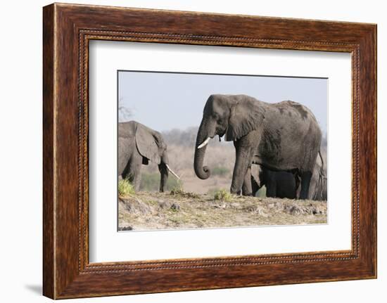 Elephants, Chobe National Park, Botswana-Sergio Pitamitz-Framed Photographic Print