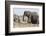 Elephants, Chobe National Park, Botswana-Sergio Pitamitz-Framed Photographic Print