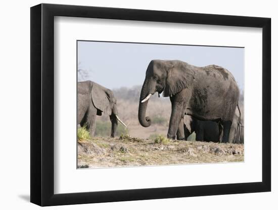 Elephants, Chobe National Park, Botswana-Sergio Pitamitz-Framed Photographic Print