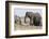 Elephants, Chobe National Park, Botswana-Sergio Pitamitz-Framed Photographic Print