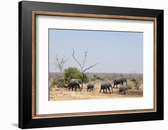 Elephants, Chobe National Park, Botswana-Sergio Pitamitz-Framed Photographic Print