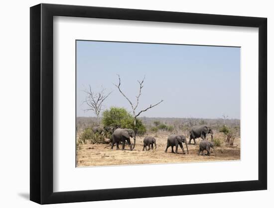 Elephants, Chobe National Park, Botswana-Sergio Pitamitz-Framed Photographic Print