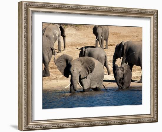 Elephants Drinking, Namibia, Africa-Kim Walker-Framed Photographic Print