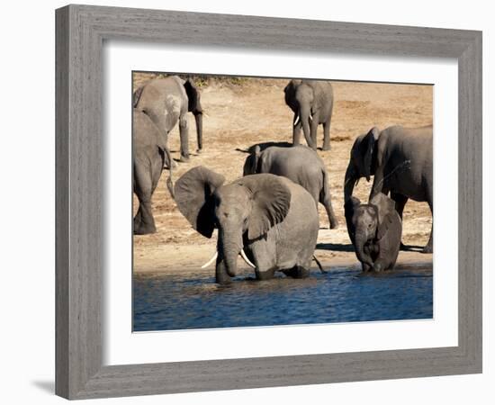 Elephants Drinking, Namibia, Africa-Kim Walker-Framed Photographic Print