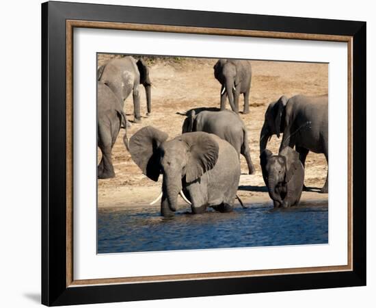 Elephants Drinking, Namibia, Africa-Kim Walker-Framed Photographic Print