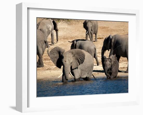 Elephants Drinking, Namibia, Africa-Kim Walker-Framed Photographic Print