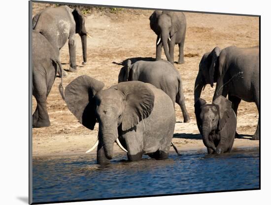 Elephants Drinking, Namibia, Africa-Kim Walker-Mounted Photographic Print
