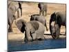 Elephants Drinking, Namibia, Africa-Kim Walker-Mounted Photographic Print