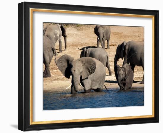 Elephants Drinking, Namibia, Africa-Kim Walker-Framed Photographic Print