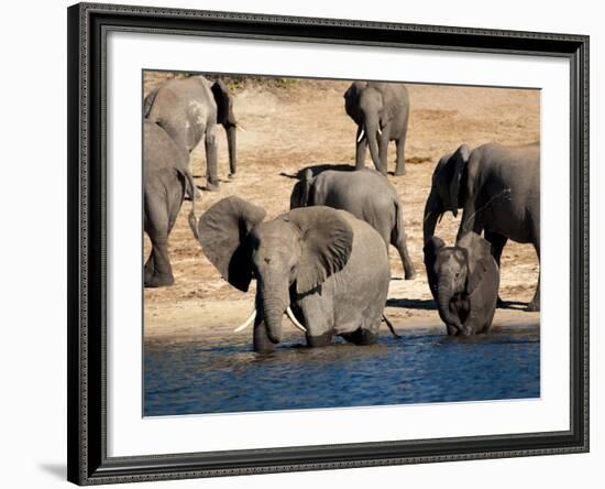 Elephants Drinking, Namibia, Africa-Kim Walker-Framed Photographic Print