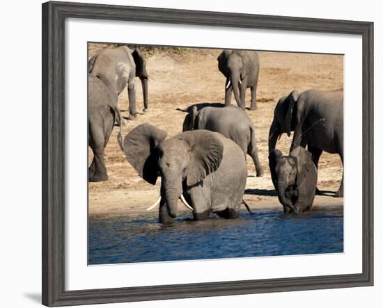 Elephants Drinking, Namibia, Africa-Kim Walker-Framed Photographic Print