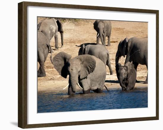 Elephants Drinking, Namibia, Africa-Kim Walker-Framed Photographic Print