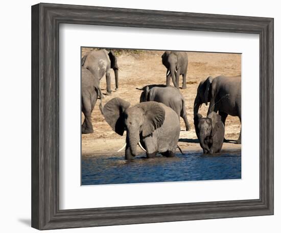 Elephants Drinking, Namibia, Africa-Kim Walker-Framed Photographic Print