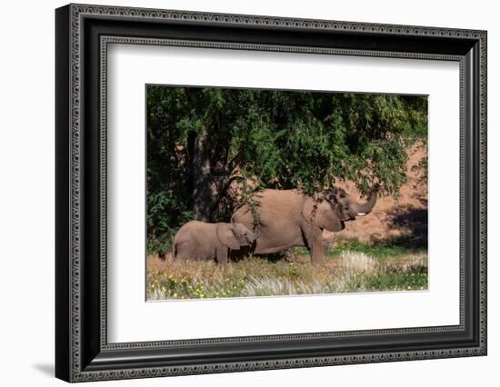 Elephants graze from trees in the Kunene Region. Huab River Valley, Kunene, Namibia.-Sergio Pitamitz-Framed Photographic Print