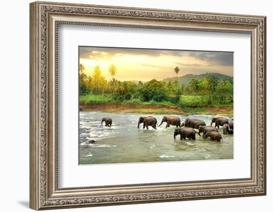 Elephants in River-Givaga-Framed Photographic Print