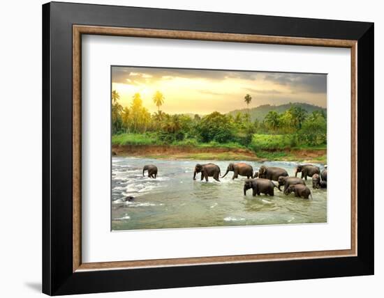 Elephants in River-Givaga-Framed Photographic Print