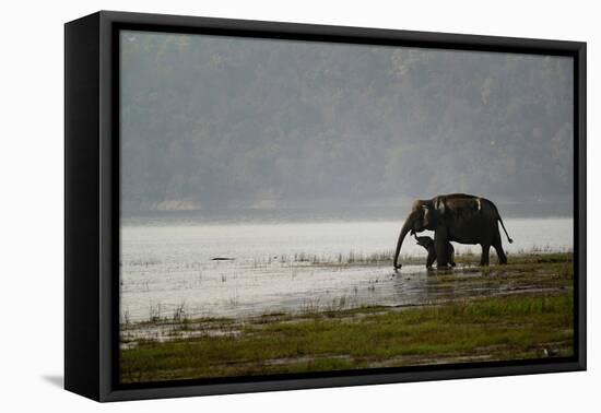 Elephants in Water-Ganesh H Shankar-Framed Premier Image Canvas