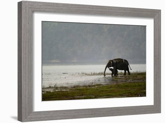 Elephants in Water-Ganesh H Shankar-Framed Photographic Print