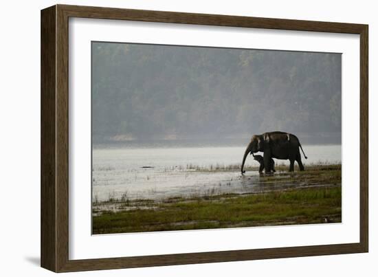 Elephants in Water-Ganesh H Shankar-Framed Photographic Print