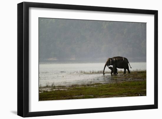 Elephants in Water-Ganesh H Shankar-Framed Photographic Print