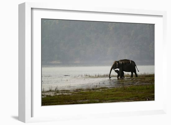 Elephants in Water-Ganesh H Shankar-Framed Photographic Print