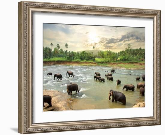 Elephants in Water-Givaga-Framed Photographic Print