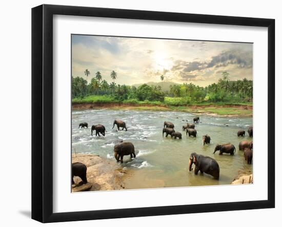 Elephants in Water-Givaga-Framed Photographic Print