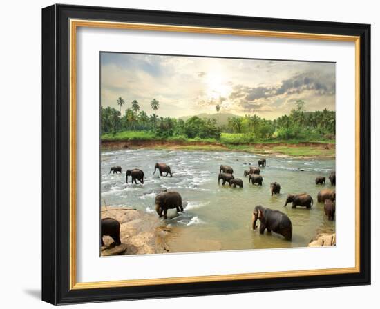 Elephants in Water-Givaga-Framed Photographic Print