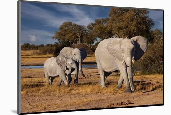 Elephants leaving watering hole. Camelthorn Lodge. Hwange National Park. Zimbabwe.-Tom Norring-Mounted Photographic Print
