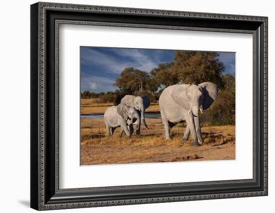 Elephants leaving watering hole. Camelthorn Lodge. Hwange National Park. Zimbabwe.-Tom Norring-Framed Photographic Print
