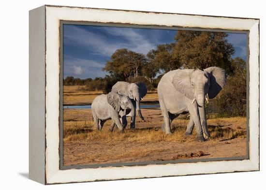 Elephants leaving watering hole. Camelthorn Lodge. Hwange National Park. Zimbabwe.-Tom Norring-Framed Premier Image Canvas